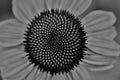 Black echinacea