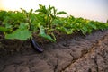 The black eggplant fruit grows on the plantation. Agriculture, farm. Food production. Solanum melongena L. Growing on open ground