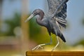 Black Egret Royalty Free Stock Photo