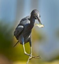 Black Egret Royalty Free Stock Photo