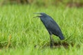 Black Egret with open mouth Royalty Free Stock Photo