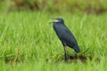 Black Egret Royalty Free Stock Photo