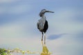 A Black Egret working the shallows Royalty Free Stock Photo