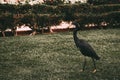 Black Egyptian bird walks on a green lawn close up. Royalty Free Stock Photo