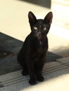 Black egyptian cat looking like bastet goddes from antient egyptian myths Royalty Free Stock Photo