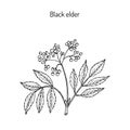 Black elder, medicinal plant