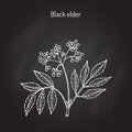 Black elder, medicinal plant