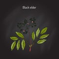 Black elder, medicinal plant