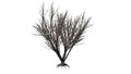 Black Elder shrub in winter on white background