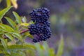 Black elderberries on the bush on a blurred background Royalty Free Stock Photo