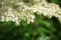 Black Elderberries flowers close