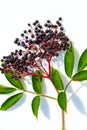 Black Elderberry Royalty Free Stock Photo