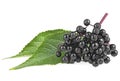 Black elderberry branch with green leaves isolated on white background. Natural healthy organic elder. Sambucus