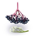 Black Elderberry digital art illustration isolated berries and plant. Sambucus nigra flowering Adoxaceae. Common elder