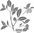 Aronia branch with berries silhouette vector illustration