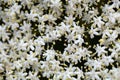 Black Elderberry flowers (Sambucus nigra)