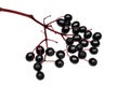 Black elderberry