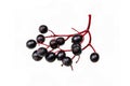 Black elderberry