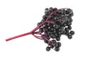 Black elderberry fresh fruit isolated on white background. Black elder berries. European black elderberry