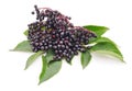 Black elderberry fruit