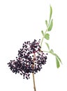 Black elderberry fruit Royalty Free Stock Photo