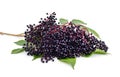 Black elderberry fruit Royalty Free Stock Photo
