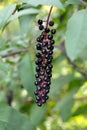 Black Elderberry Fruit. Some ripe elderberry on branch