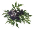 Black elderberry fruit. Royalty Free Stock Photo