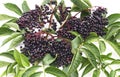 Black elderberry fruit. Royalty Free Stock Photo