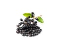 Black Elderberry Isolated, Sambucus Berries, Ripe Danewort, Elder berry on white background