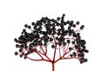 Black Elderberry isolated