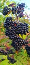 Black elderberry (lat. Sambucus nÃ­gra). Large bunches of elderberry. berries and leaves of the bush close-up.