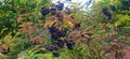 Black elderberry (lat. Sambucus nÃ­gra). Large bunches of elderberry. berries and leaves of the bush close-up.
