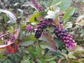 Black elderberry, Latin Sambucus nigra, is a deciduous shrub, a species of the genus Sambucus of the Adoxaceae family.
