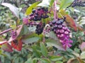 Black elderberry, Latin Sambucus nigra, is a deciduous shrub, a species of the genus Sambucus of the Adoxaceae family. Beautiful