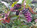 Black elderberry, Latin Sambucus nigra, is a deciduous shrub, a species of the genus Sambucus of the Adoxaceae family. Beautiful