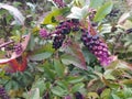 Black elderberry, Latin Sambucus nigra, is a deciduous shrub, a species of the genus Sambucus of the Adoxaceae family. Beautiful