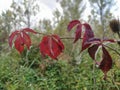 Black elderberry Latin Sambucus nigra is a deciduous shrub, a species of the genus Sambucus of the Adoxaceae family