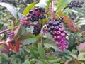 Black elderberry, Latin Sambucus nigra, is a deciduous shrub, a species of the genus Sambucus of the Adoxaceae family.