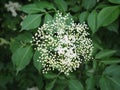 Black elderberry Sambucus nigra is a deciduous shrub, species of the genus Sambucus of the Adoxaceae family. White umbellate