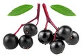 Black elderberry small twigs and green leaves isolated on white background, healing berries. European elderberry fruit