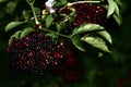 Black elderberry tree with elderberries Royalty Free Stock Photo
