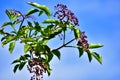 Black elderberry tree with elderberries Royalty Free Stock Photo