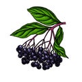 Black elderberry vector drawing. Hand drawn botanical branch with berries