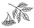 Black elderberry vector sketch. Hand drawn botanical branch with berries and leaves. Engraved illustration of herb. For