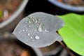 Black Elephant Ears Plant, Black Magic or  Colocasia esculenta or  Elephant Ears Black Magic or Taro Black Magic Royalty Free Stock Photo