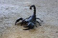 Black emperor scorpion crawling on the sand Royalty Free Stock Photo