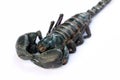 Black Emperor Scorpion Royalty Free Stock Photo