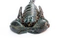 Black Emperor Scorpion Royalty Free Stock Photo