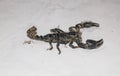 Black Emperor Scorpion isolated on white background. Royalty Free Stock Photo